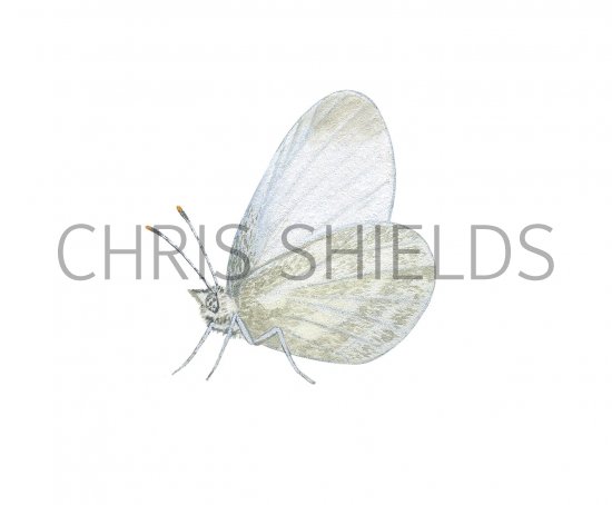 Illustration of Wood White (male) Leptidea sinapis (#2980)