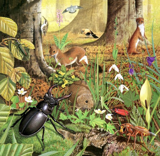 Illustration of Woodland Floor in Spring (#2761)