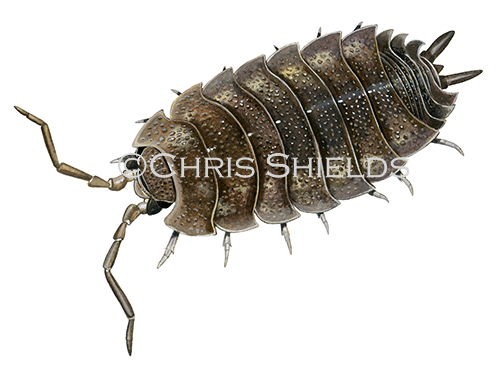 Illustration of Woodlouse (common rough) Porcellio scaber (#2687)