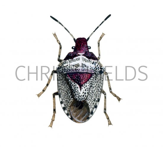 Illustration of Woundwort Shieldbug (Eysarcoris fabricii) (#2135)