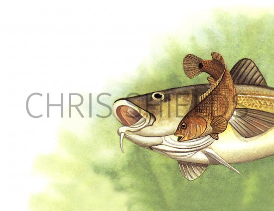 Illustration of Wrasse (Corking) Crenilabrus melops (#1122)