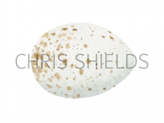 Illustration of Wren Egg (Troglodytes troglodytes) (#3304)