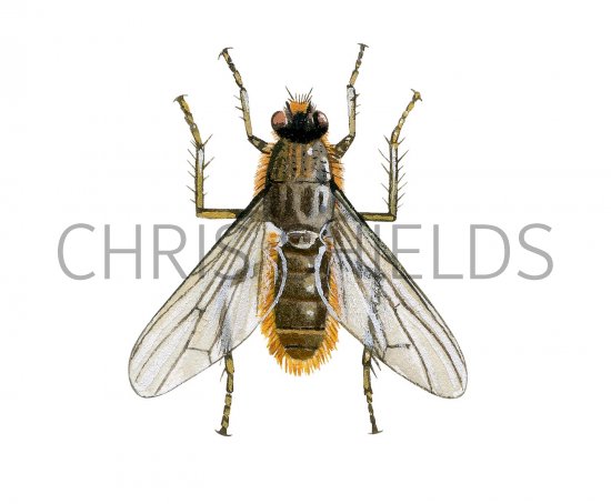 Illustration of Yellow Dung Fly (Scathophaga stercoraria) (#3267)