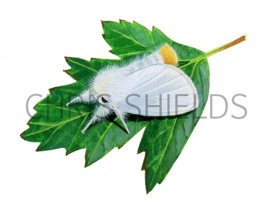 Illustration of Yellow-tailed Moth (Euproctis similis) (#2793)