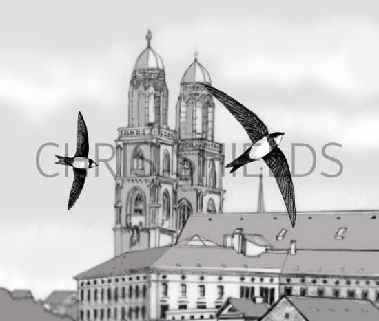 Illustration of Swift (Alpine) Apus melba (#0464)