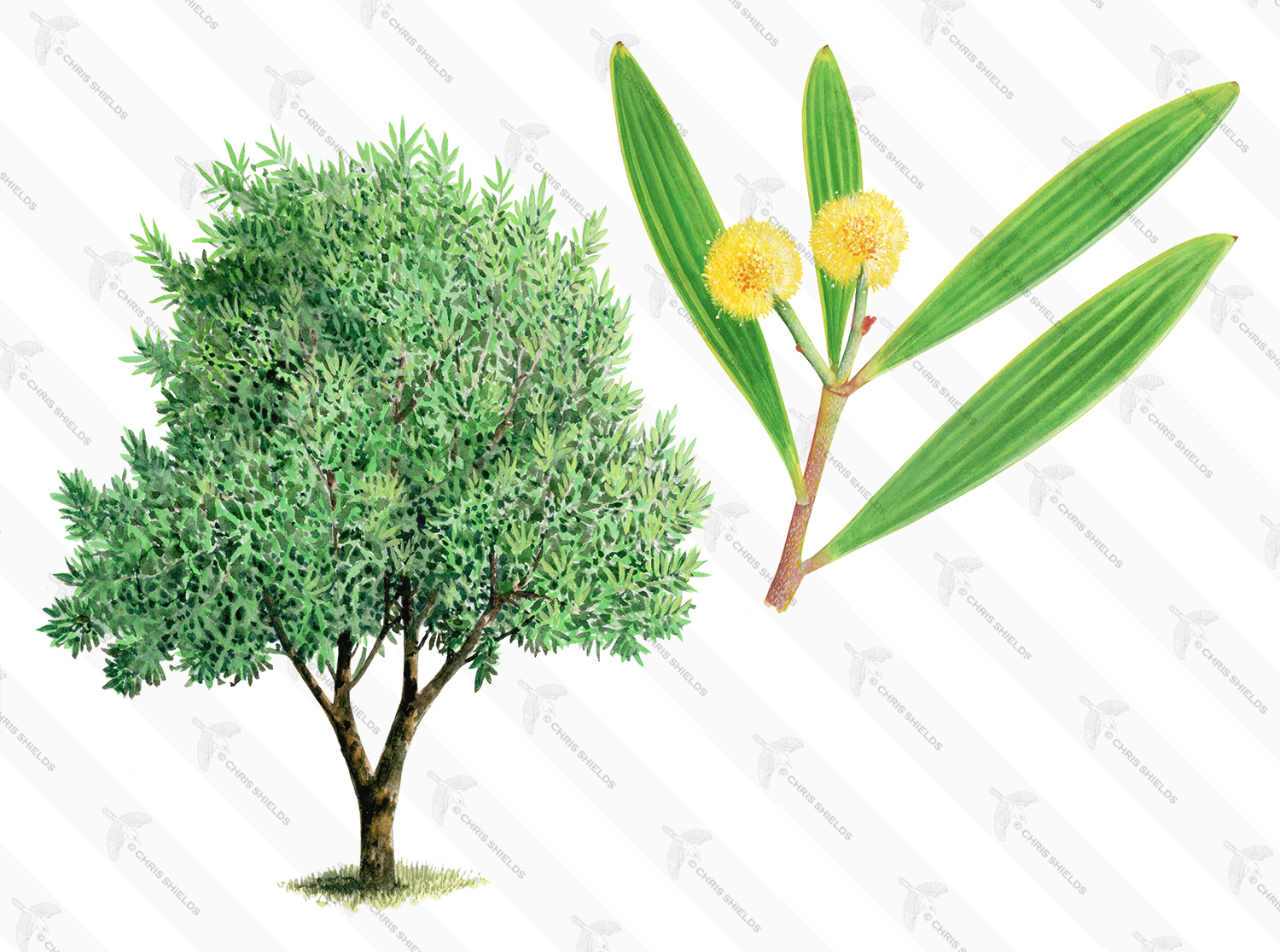 Illustration of Acacia (Acacia cyclops) (#4645)