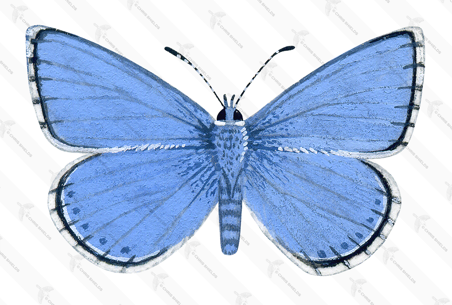 Illustration of Adonis Blue male (Polyommatus bellargus) (#1368)