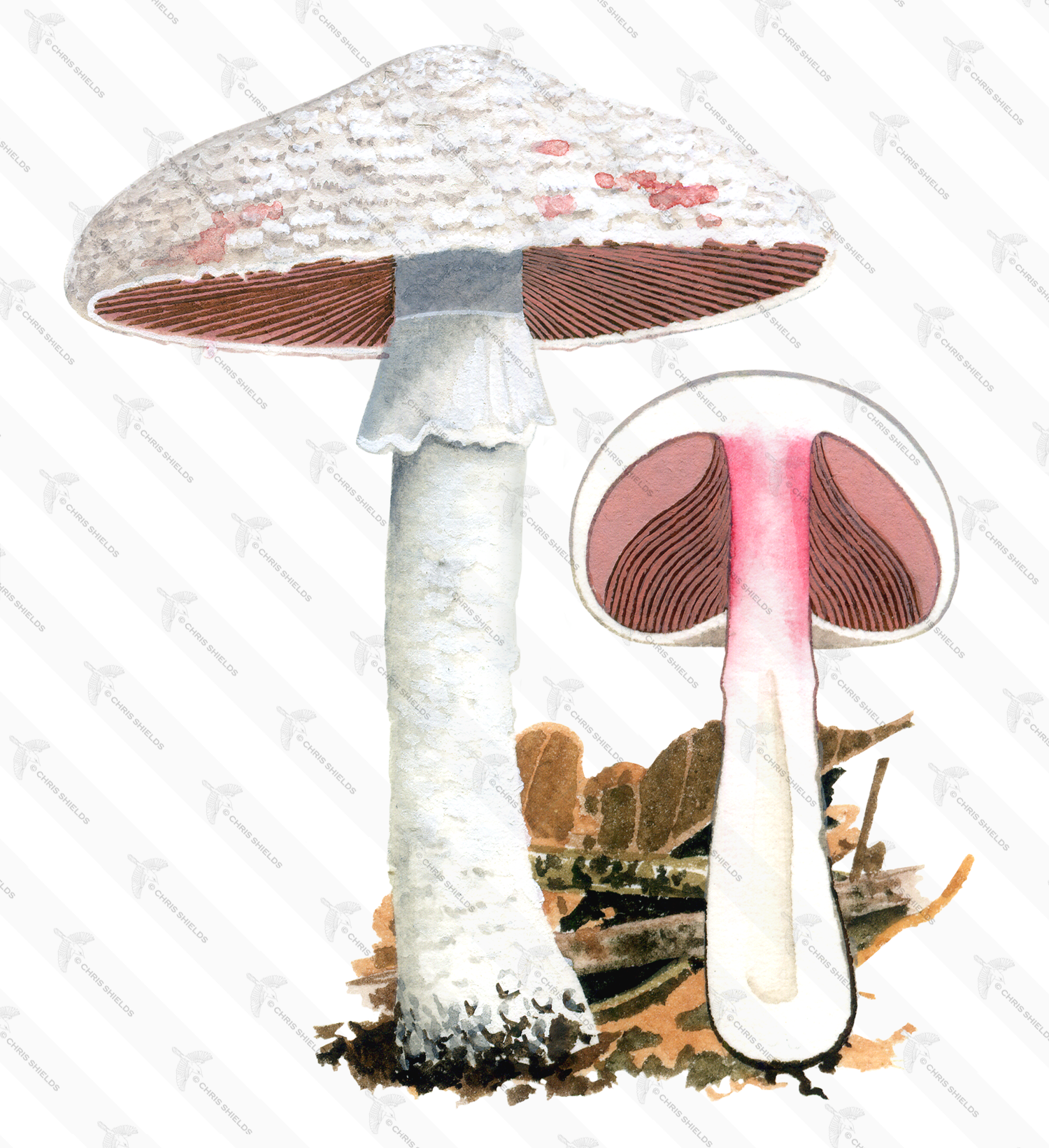 Illustration of Agaricus benesii (#1614)