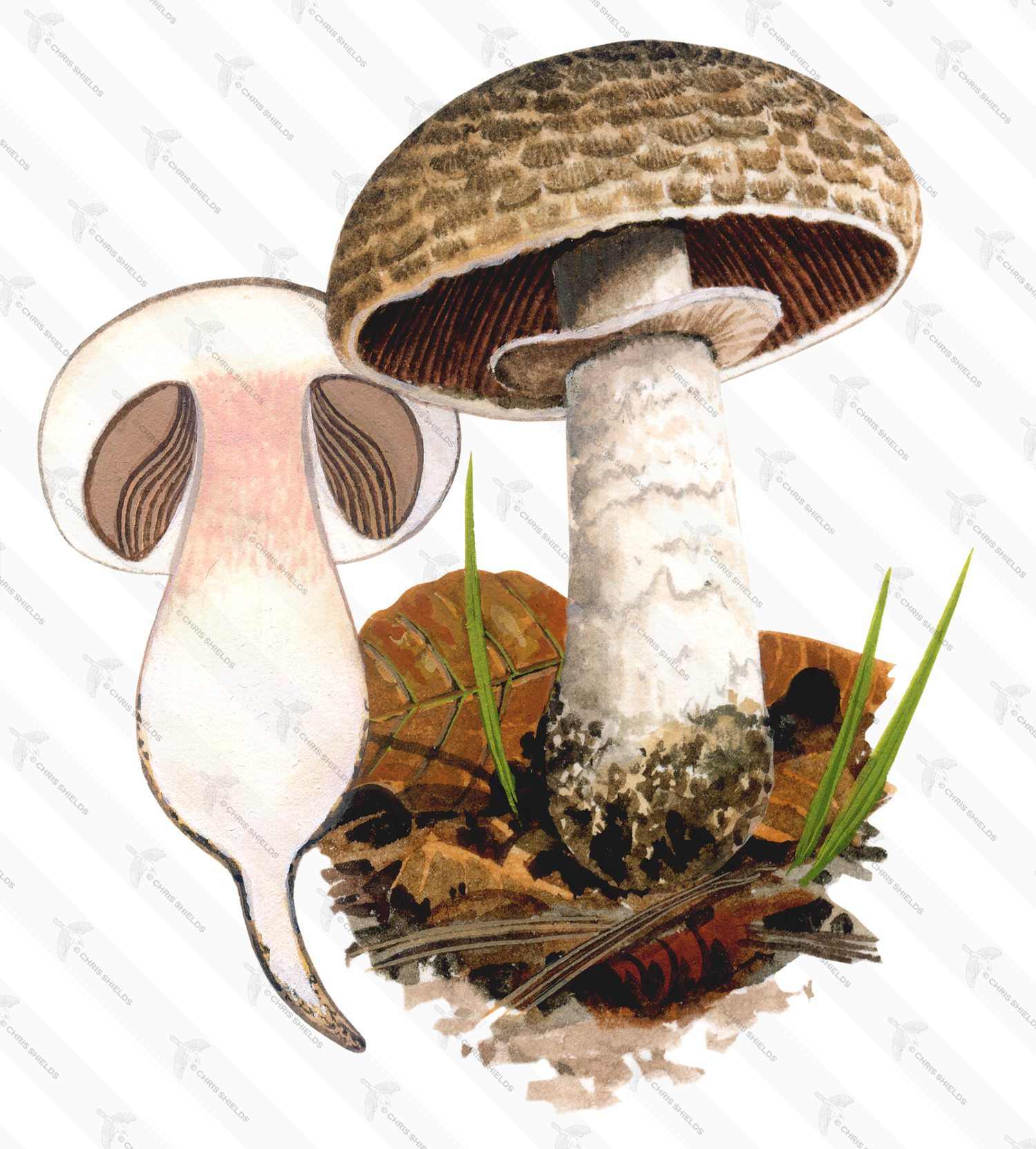 Illustration of Agaricus lanipes (#1604)
