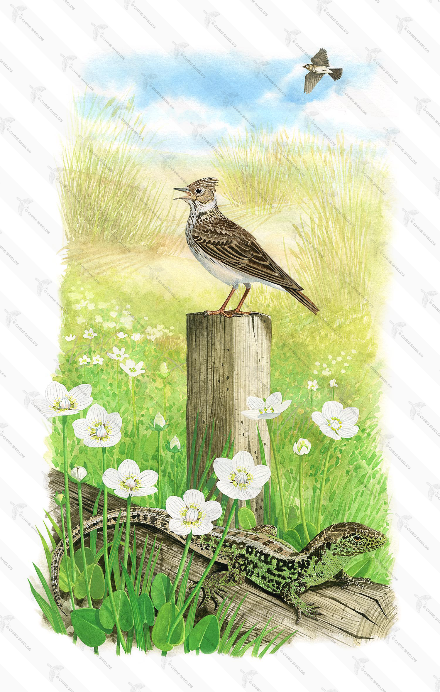 Illustration of Ainsdale Sands Scene (#3362)