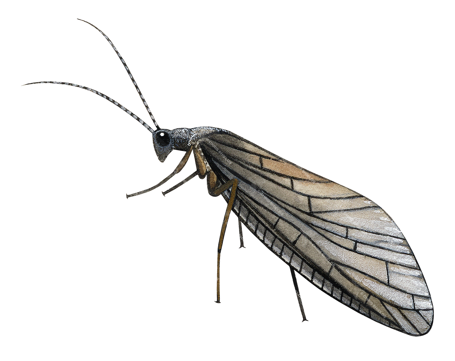 Illustration of Alderfly (Sialis lutraria) (#2120)