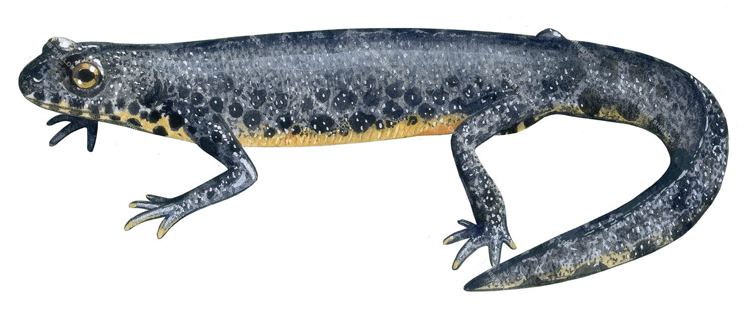 Illustration of Alpine Newt (Ichthyosaura alpestris) (#4511)