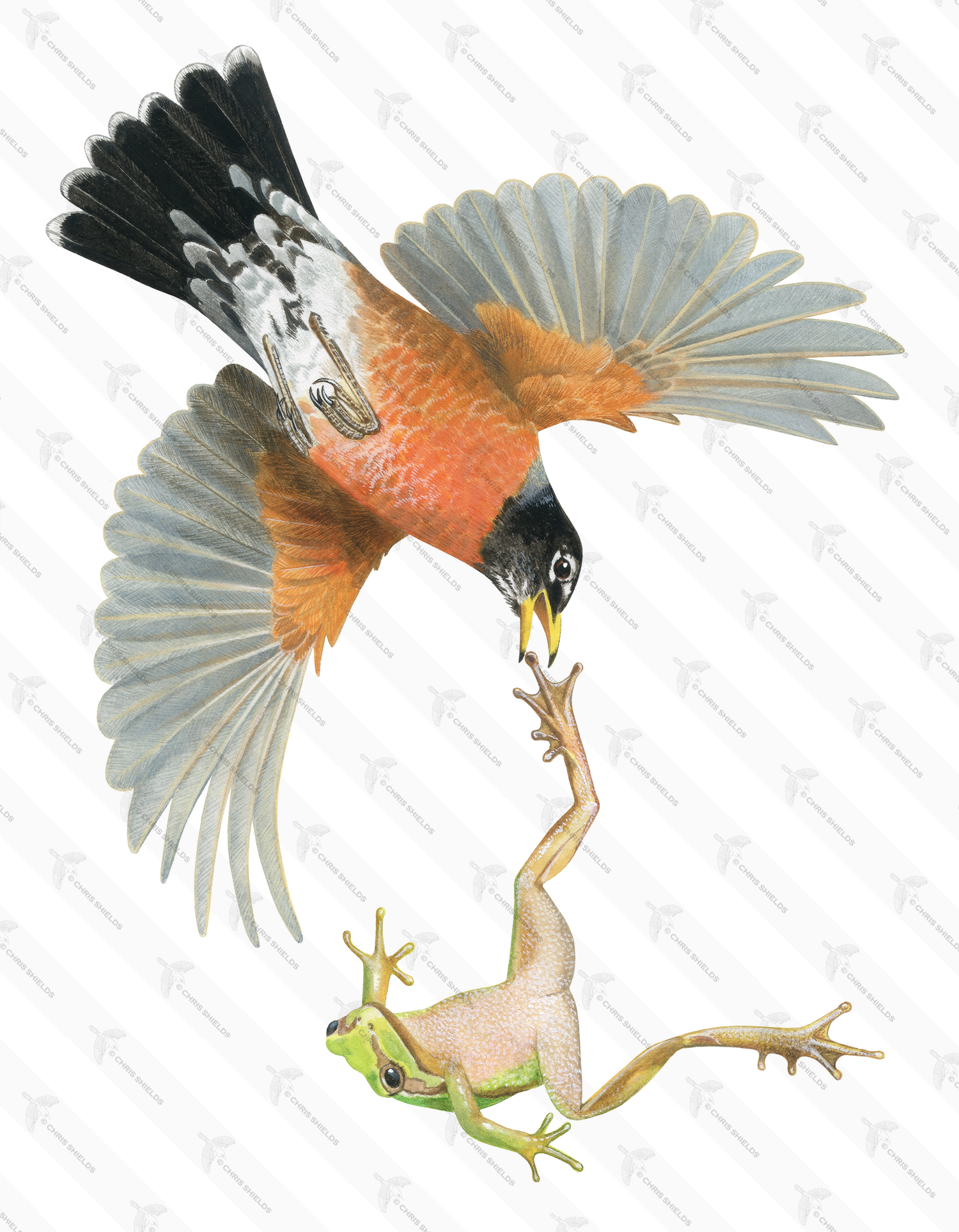 Illustration of American Robin (Turdus migratorius) and Tree Frog (#4740)