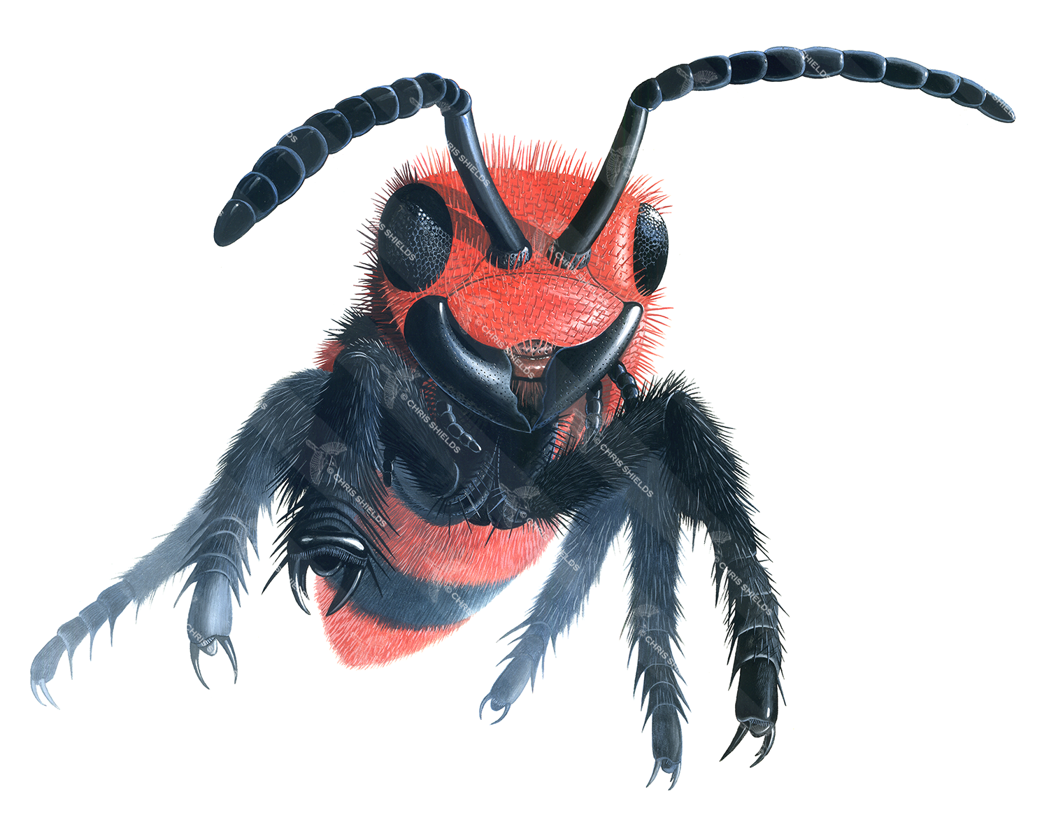 Illustration of Ant (Red Velvet) Dasymutilla occidentalis (#1199)