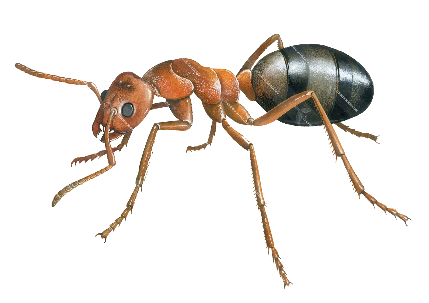 Illustration of Ant (Slavemaker) Formica sanguinea (#1859)