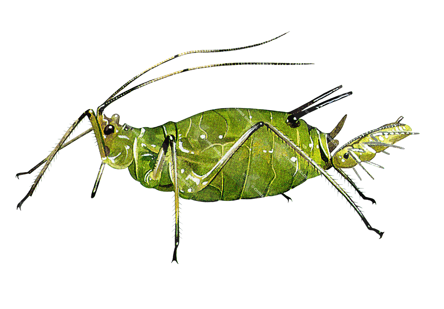 Illustration of Aphid (#0550)