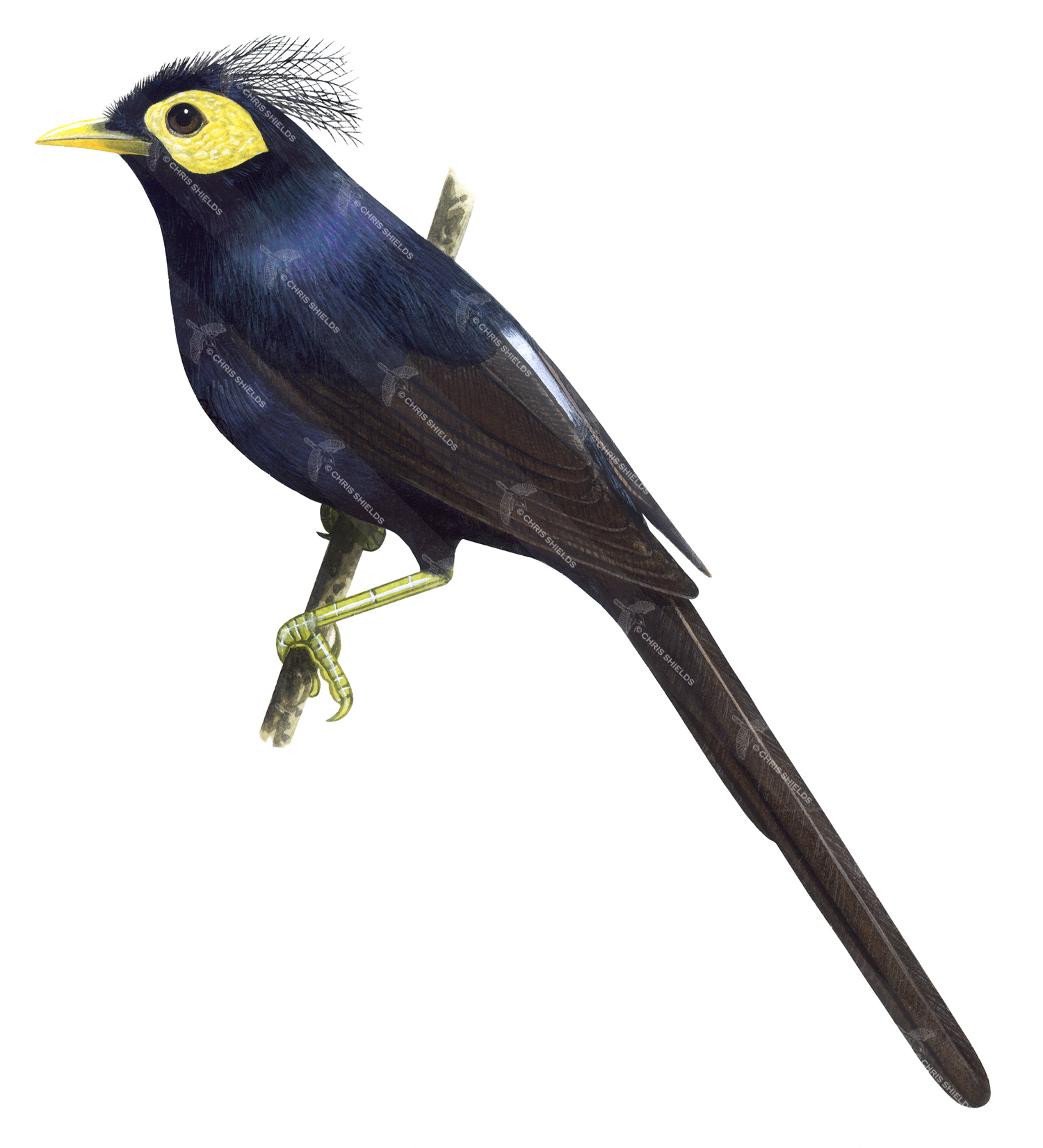 Illustration of Apo Myna (Basilornis miranda) (#1679)