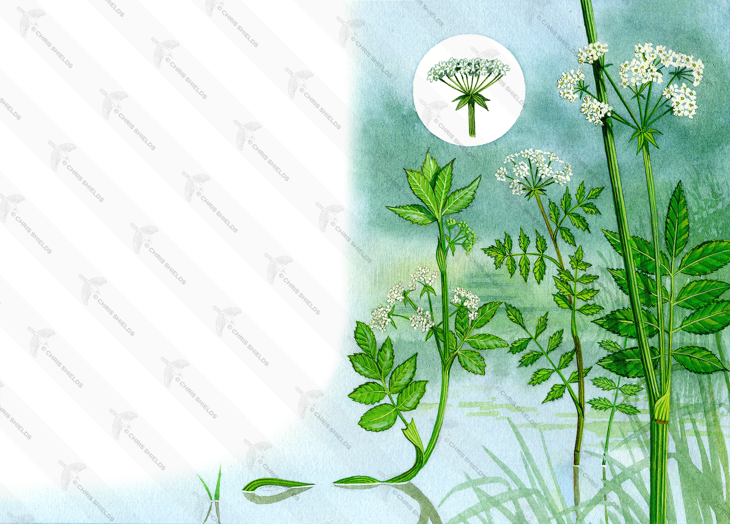 Illustration of Aquatic Plants - Fools watercress, Lesser water-parsnip, Greater water parsnip, (#0980)