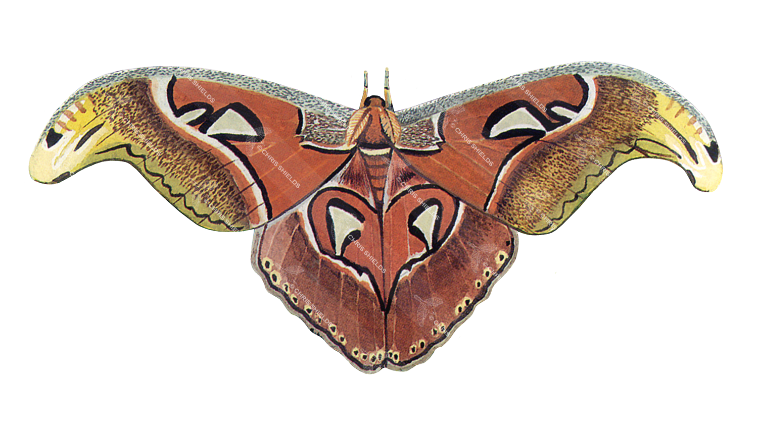 Illustration of Atlas Moth (Attacus atlas) (#4746)