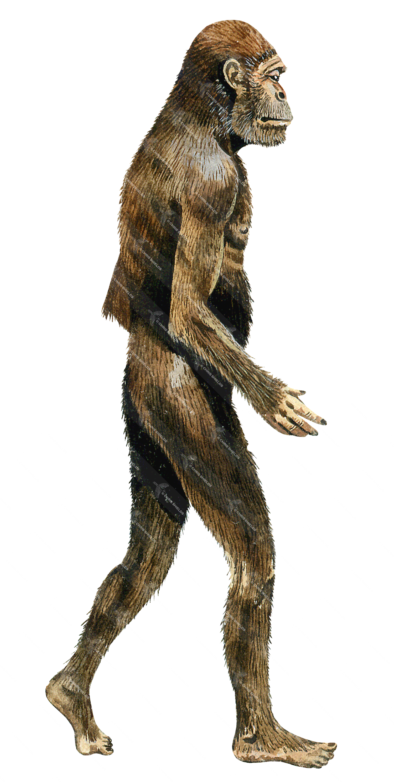 Illustration of Australopithecus (#0515)