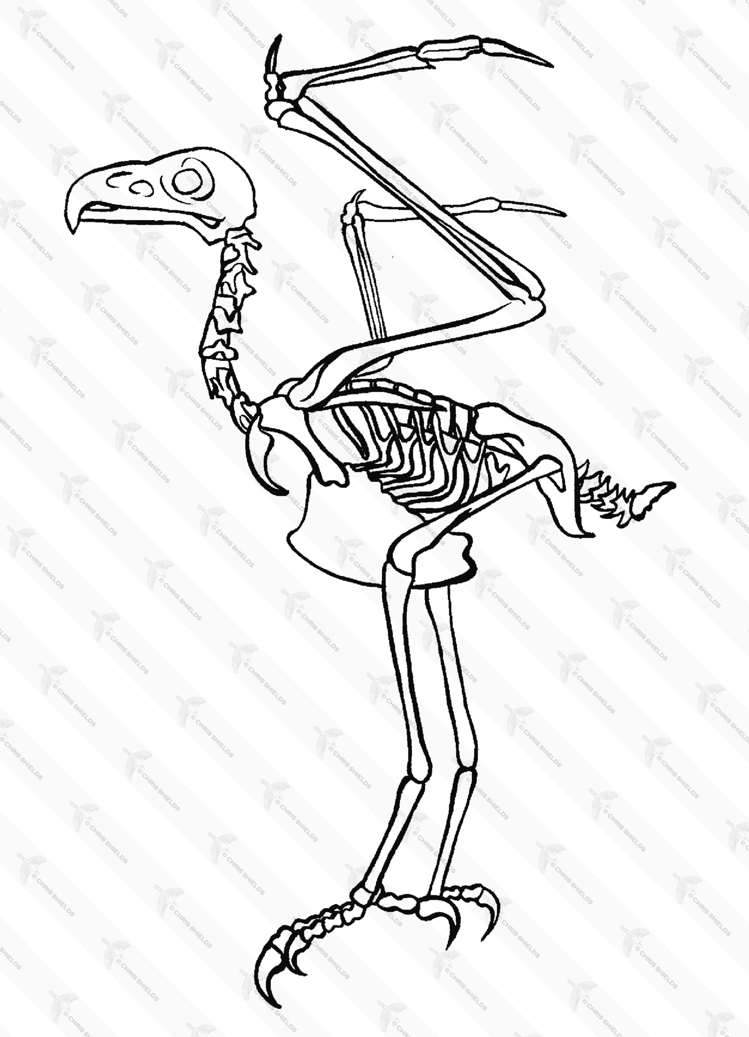 Illustration of Bald Eagle skeleton (Haliaeetus leucocephalus) (#0863)