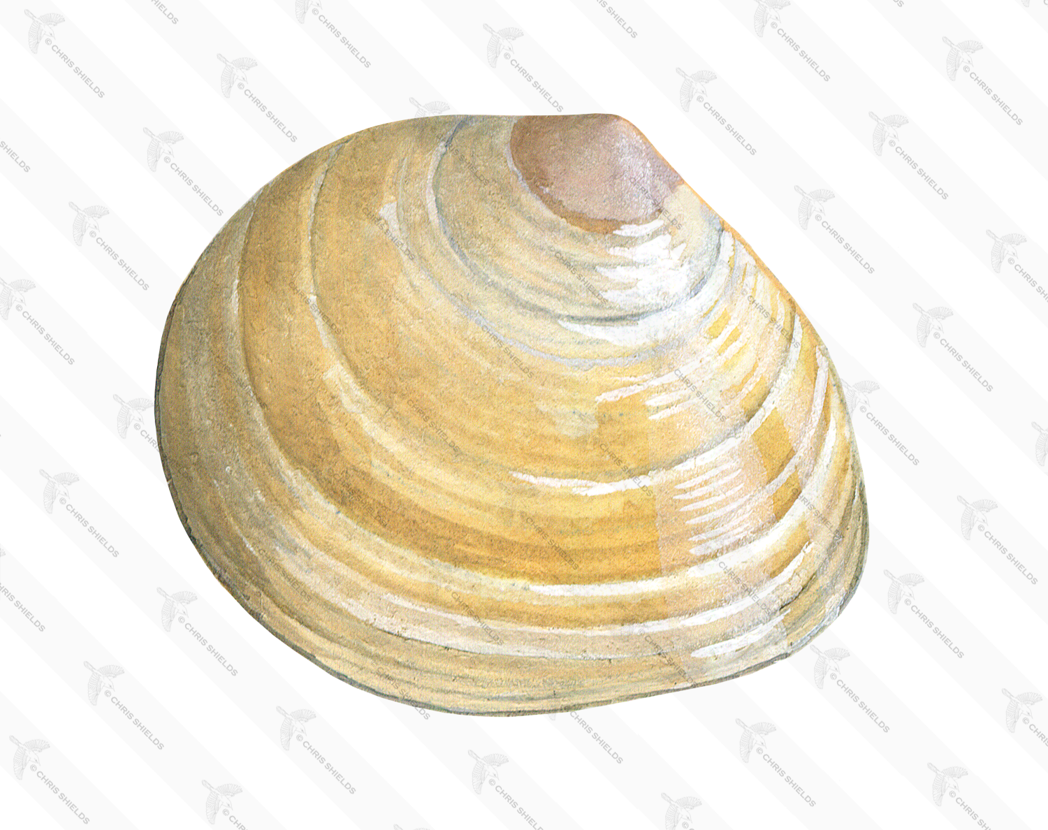 Illustration of Baltic Tellin (Macoma Balthica) (#0789)