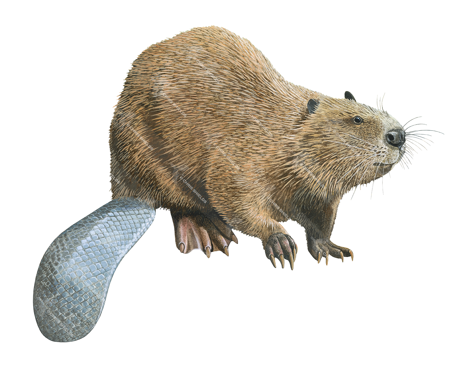Illustration of Beaver (Eurasian) Castor fiber (#3183)