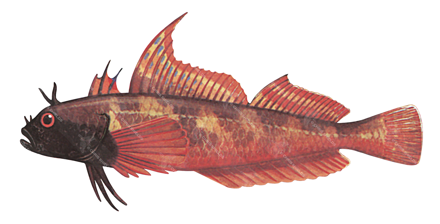 Illustration of Black-faced Blenny (Tripterygion tripterygion) (#2717)