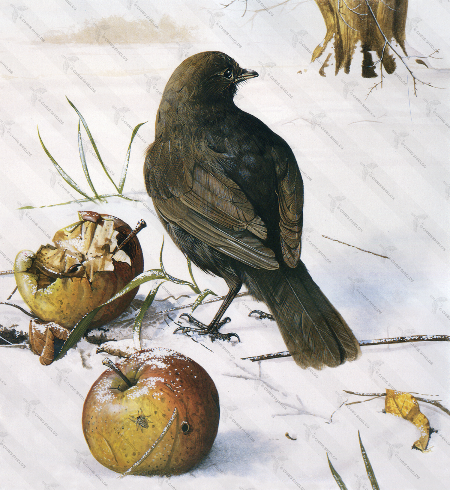 Illustration of Blackbird female (Turdus merula) (#0141)