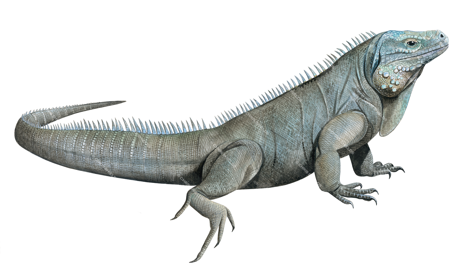 Illustration of Blue Iguana (Cyclura lewisi) (#4516)