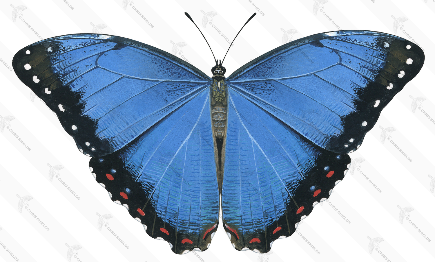 Illustration of Blue Morpho Butterfly (Morpho peleide) (#2181)