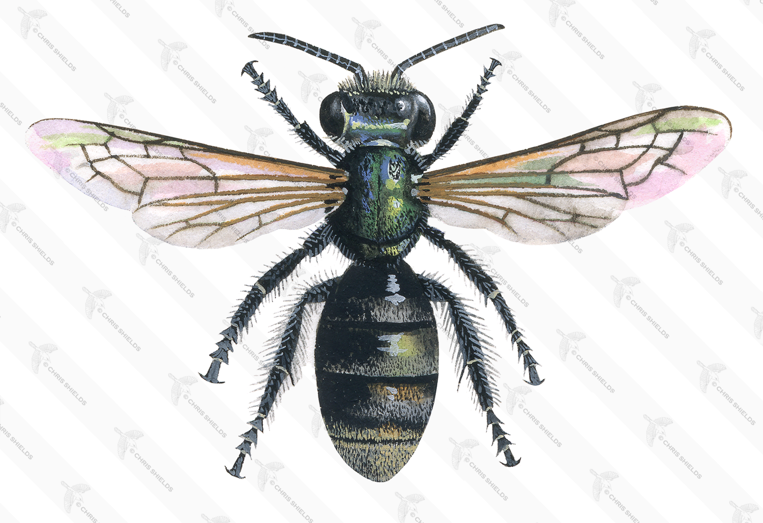 Illustration of Brassy Mining Bee  (Lasioglossum morio) (#0400)