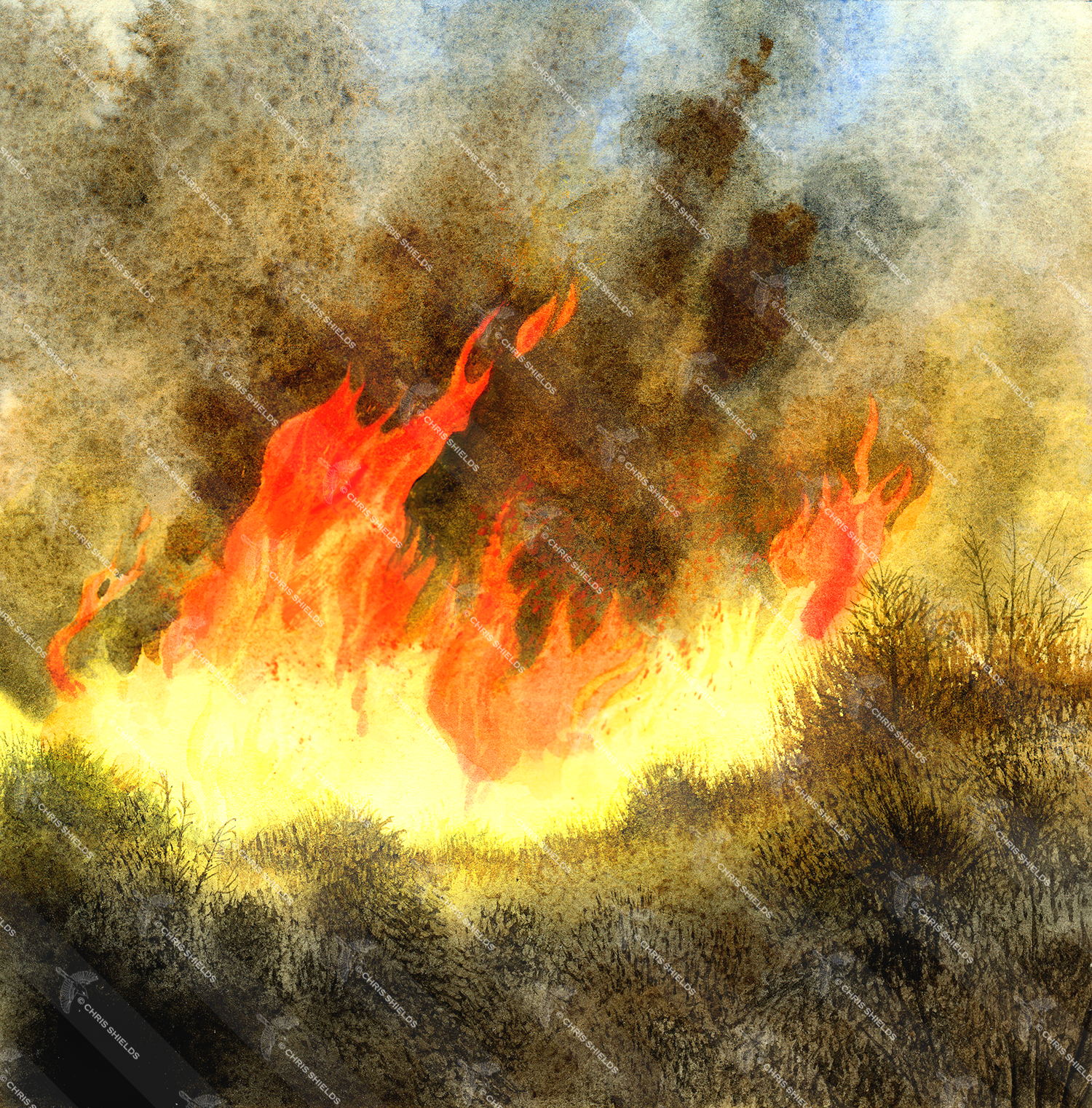 Illustration of Bush Fire (#2305)