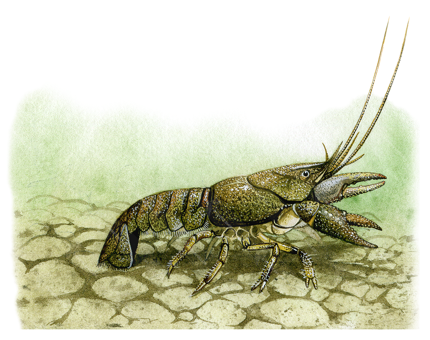 Illustration of Crayfish (Austropotamobius pallipes) (#0553)