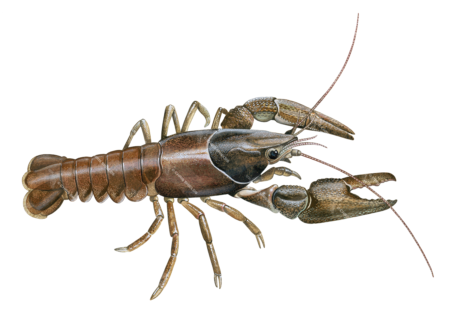 Illustration of Crayfish (Austropotamobius pallipes) (#2858)
