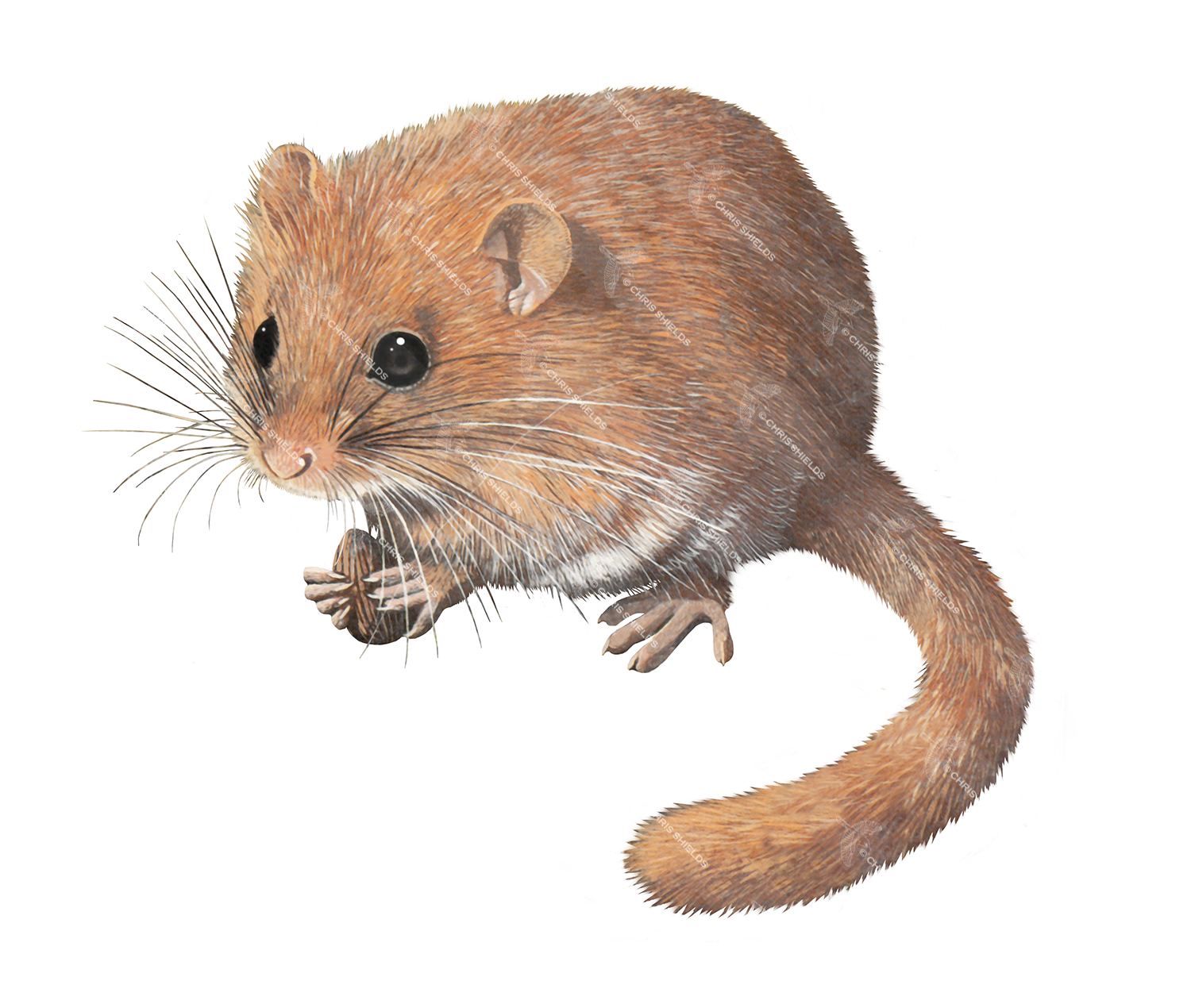 Illustration of Dormouse (Muscardinus avellanarius) (#4223)