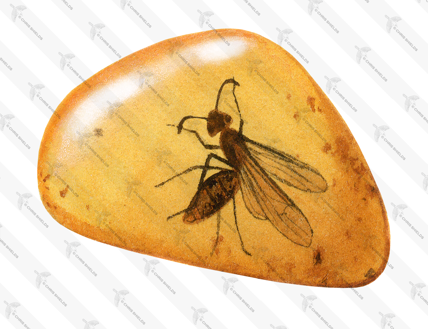 Illustration of Fly preserved in Amber (#0226)