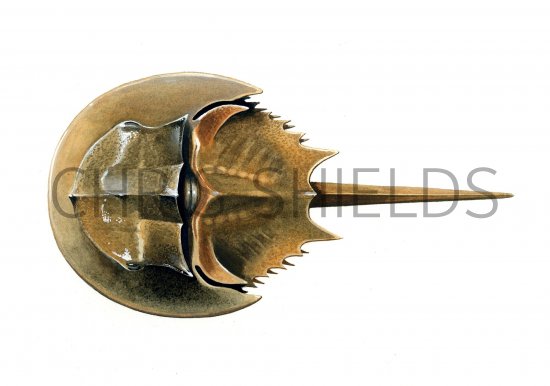 Illustration of Crab (Horseshoe) Limulus polyphemus (#0645)