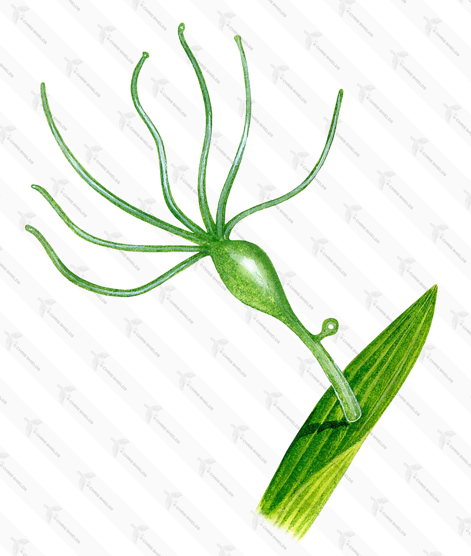 Illustration of Hydra - Green (Hydra viridis) (#1752)