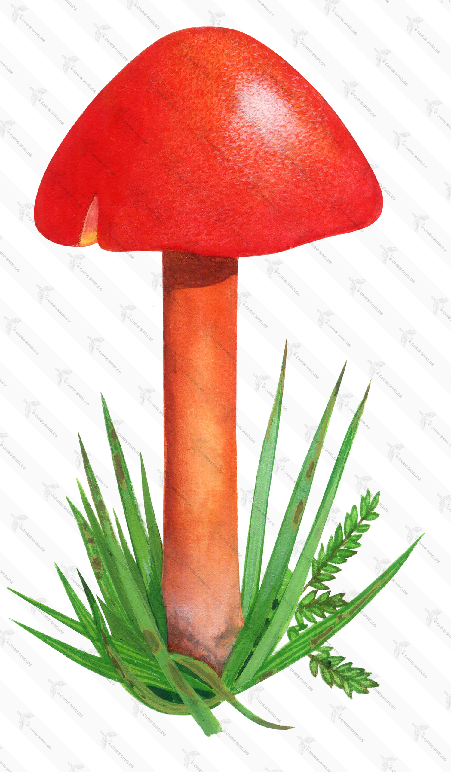 Illustration of Hygrocybe coccinea (Scarlet Waxcap) (#3083)