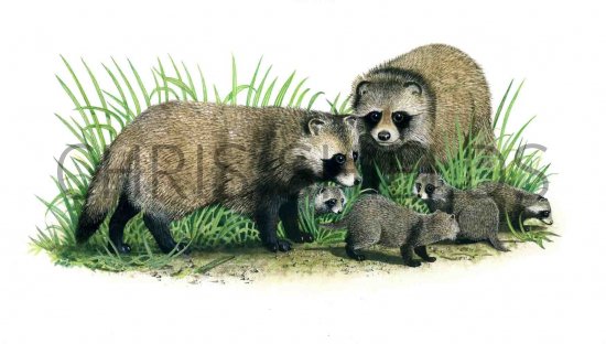Illustration of raccoon dog (Nyctereutes procyonoides)  (#0561)