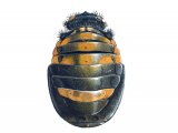 Illustration of Seven-Spot Ladybird Pupae (Coccinella 7-punctata) (#1658)