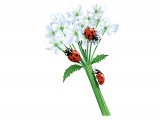 Illustration of Seven-spot Ladybird (Coccinella 7-punctata) (#0902)