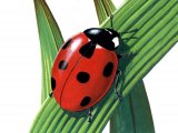 Illustration of Seven-spot Ladybird (Coccinella 7-punctata) (#0918)
