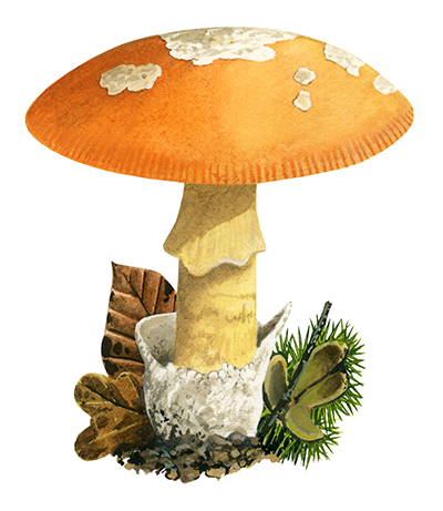 Illustration of Amanita caesarea (Caesar's Amanita) (#4437)