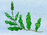 Illustration of Curled Pondweed (Potamogeton crispus) (#4342)