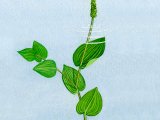 Illustration of Perfoliate Pondweed (Potamogeton perfoliatus) (#2760)