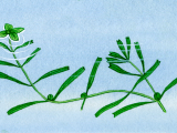 Illustration of Water Starwort (Callitriche intermedia) (#0988)