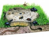 Illustration of Cowpat insects (#0762)