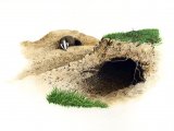 Illustration of Badger Set (Meles meles) (#1450)